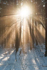 Beautiful sunrise in the winter forest