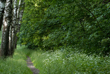 path in the grass going into the distance between birch bushes in a sunny forest, giving cool