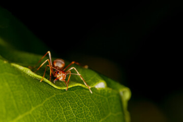 Close up red ant on green leaf in nature