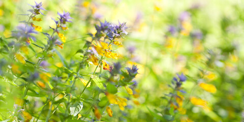 Obraz na płótnie Canvas beautiful flowers melampyrum nemorosum blooming luxuriantly in a summer sunny field