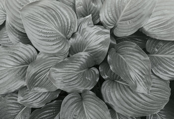 The background of large leaves is gray.The trend of 2021. Color of the year.