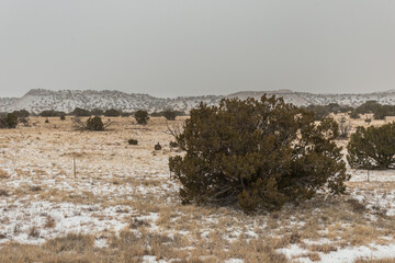 Large bush in the forefront of a empty yellow field with snow coming down in rural New Mexico