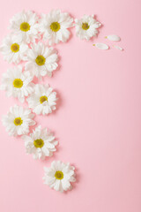 Fototapeta na wymiar white chrysanthemum on pink paper background