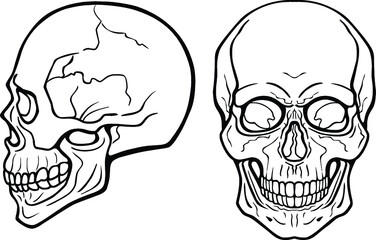 Lineal drawing: human skull, frontal view, profile view. Monochrome vector illustration isolated on white background.