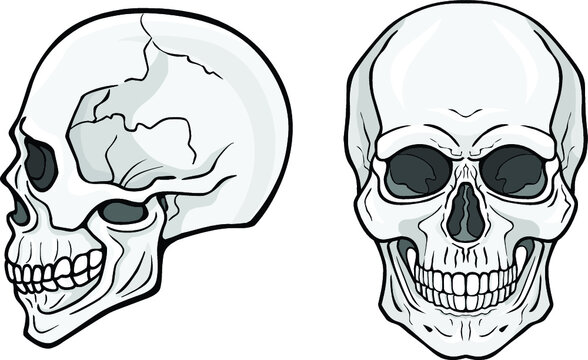 Human skull, frontal view, profile view. Monochrome vector illustration isolated on white background.