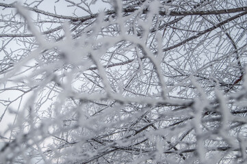 Close-up of frost on the branches in a winter park, snow, sunset, focus in the background