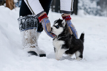 Cute husky puppies, felt boots in the snow and husky puppy, winter card with puppies © areporter