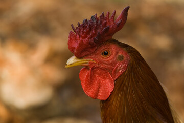 Gallo