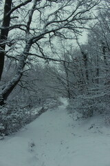 A photograph of a beautiful landscape scene of a natural woodland in winter after fresh snowfall, with a path leading off into the forest.  