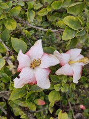 adorable shades of pink flower