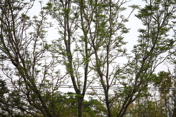 trees in the forest