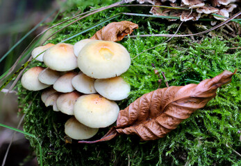 Eine Nahaufnahme eines Pilz im Herbstwald.