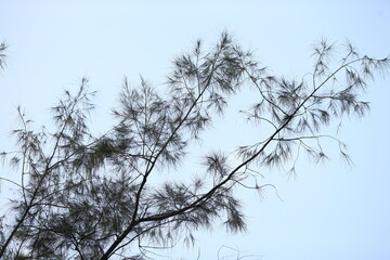 branches against sky