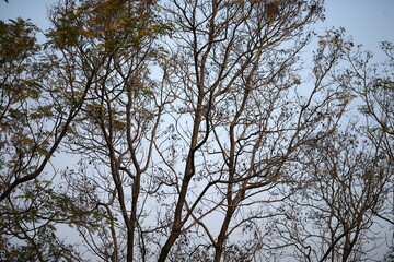 branches against sky