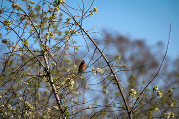 Ein Buchfink sitzt im Winter im kargen Geäst eines Baumes
