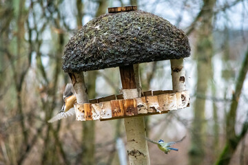 Vögel am Vogelhaus