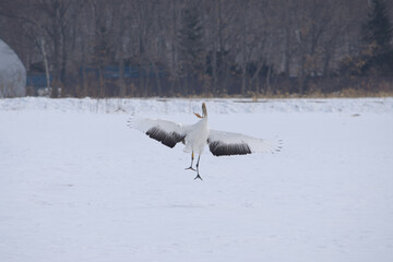 雪原でひとり枯れ草をくわえてジャンプするタンチョウの幼鳥