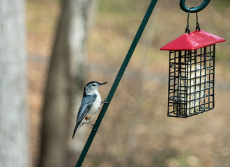 white breasted nuthatch perched by a suet bird feeder