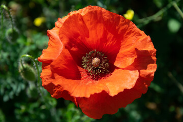 red poppy in the foreground