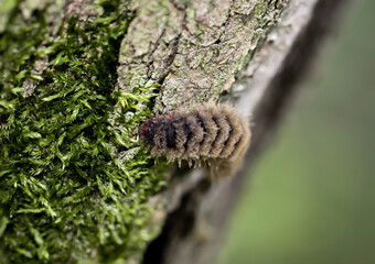 Eine sehr Haarige Raupe eines Schmetterlings an einem Baumstamm.