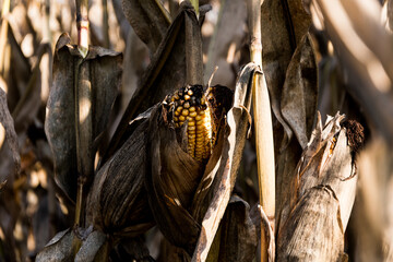 Kukurydza w kolbie poźnym latem