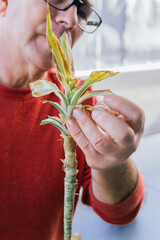 Man in his 50s doing gardening work. He is manually pruning a green plant with scissors. He has gray hair and wears glasses.