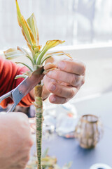 Detail of man's hands doing gardening activity. He is manually pruning a green plant with scissors.