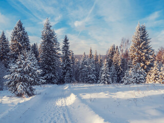 Snowy road at  winter Stone Hill park in frosty sunny evening. Winter country road with fir forest in the rays of cold winter Sun.