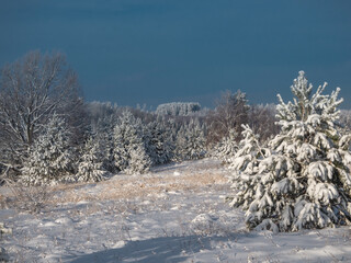 Snow-covered conifer forest on a high hill in frosty winter day. Frozen grass and trees in the rays of cold winter Sun.