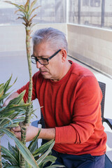 Man in his 50s doing gardening work. He is manually pruning a green plant with scissors. He has gray hair and wears glasses.