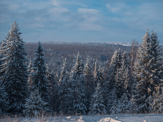 Snow-covered conifer forest on a high hill in frosty winter day. Frozen grass and trees in the rays of cold winter Sun.