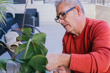 Man in his 50s doing gardening work. He is manually pruning a green plant with scissors. He has gray hair and wears glasses.