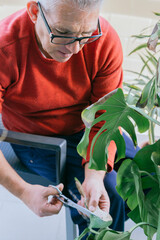 Man in his 50s doing gardening work. He is manually pruning a green plant with scissors. He has gray hair and wears glasses.
