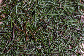 The texture of fallen spruce branches after the New Year holiday.