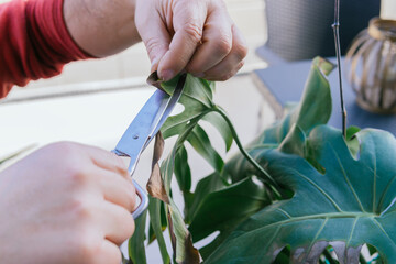 Detail of man's hands doing gardening activity. He is manually pruning a green plant with scissors.