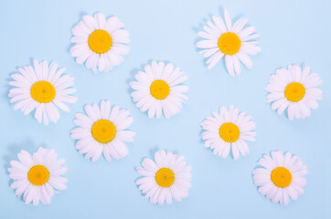 Pattern of chamomile flowers on a blue background