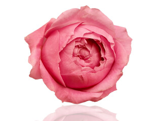 rose flower isolated on white background  greeting