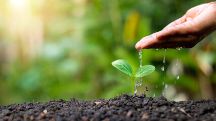 Hand watering plants that grow on good quality soil in nature, plant care and tree growing ideas.