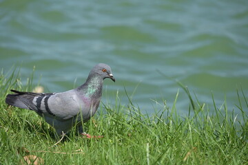 A large gray pigeon moves swiftly to forage on the daytime lawn by the river in the capital's park. The pigeon is a symbol of world peace.
