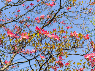 blooming dogwood under the sky
