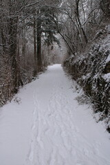 Waldweg im winterlichen Wald der mit Schnee bedeckt ist