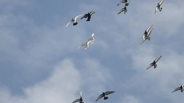Slow Motion doves flying in the blue sky
