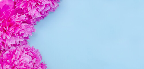 Greeting card banner background, flowers of pink peonies on blue background with copy space with selective focus