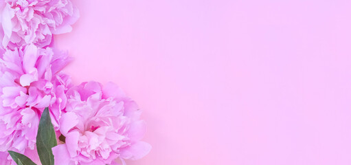 Greeting card background, pink peonies on pink backdrop with copy space with selective focus