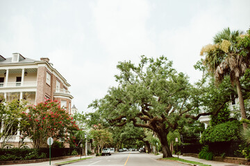 Fototapeta na wymiar Charleston South Caroline Tree