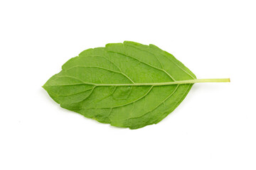 Back side Tulsi or Holy basil leaf isolated on white background top view. Tulsi is used in...