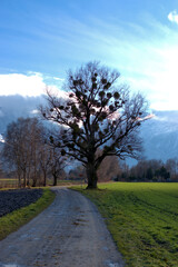 Fototapeta na wymiar Naturlandschaft bei einem Spaziergang im Riet in Schaan in Liechtenstein 26.12.2020