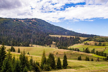 forest of coniferous trees in the mountains.