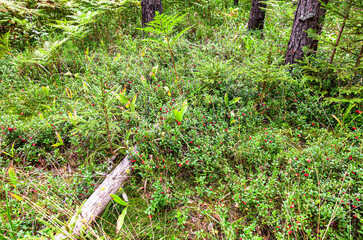 Ripe lingonberry berries grow in the forest