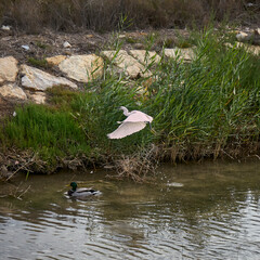 Little Egret Bird